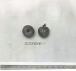 Click for 1 image(s) for this accession. FRUIT